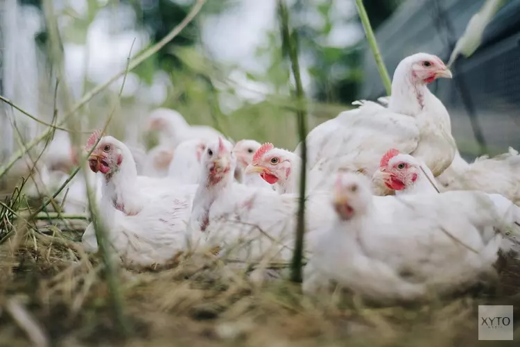 Vogelgriep vastgesteld in Oostrum